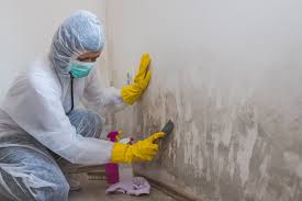 Environmental Consulting for Mold Prevention in Johnsonburg, PA